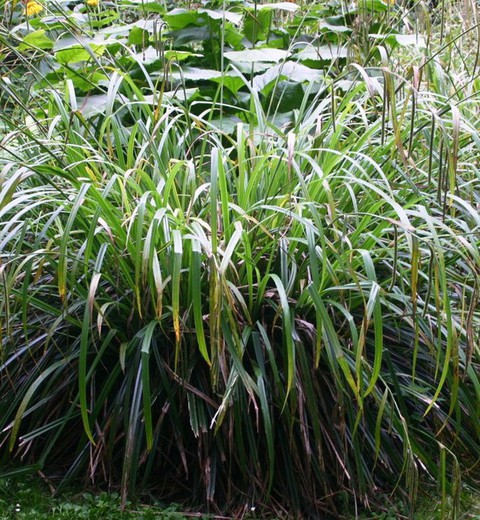 Planta para lago ecologico Carex